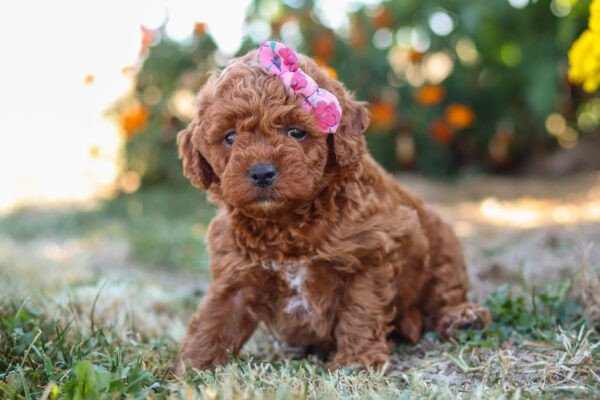 Lexi, a red, female, cavapoo puppy for sale, cavapoo puppy for sale in Ohio