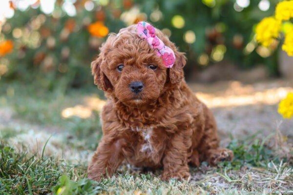 Lyle, a red Cavapoo puppy, cavapoo puppy for sale, cavapoo puppy for sale in Ohio