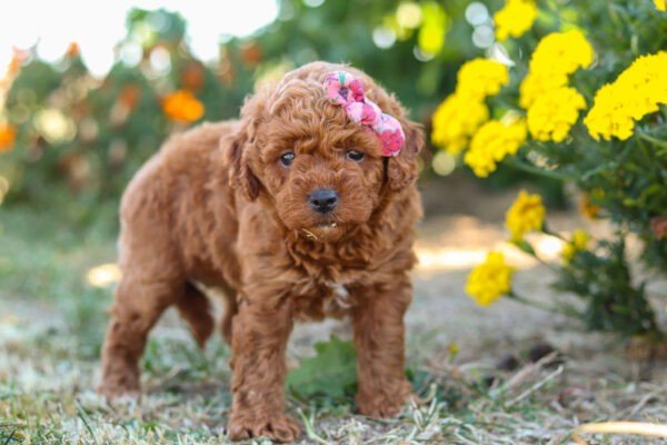 Lexi, a red Cavapoo puppy, cavapoo puppy for sale, cavapoo puppy for sale in Ohio