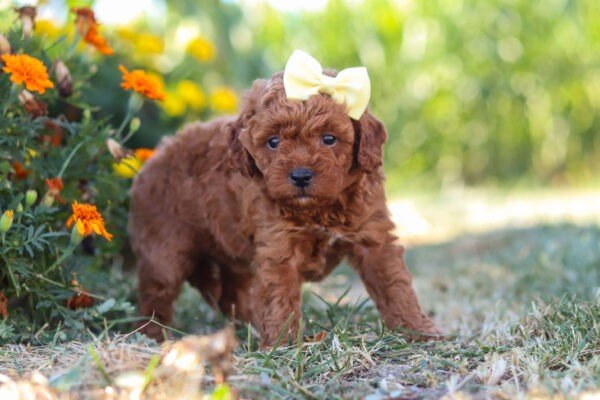 Lexi, a red Cavapoo puppy, cavapoo puppy for sale, cavapoo puppy for sale in Ohio