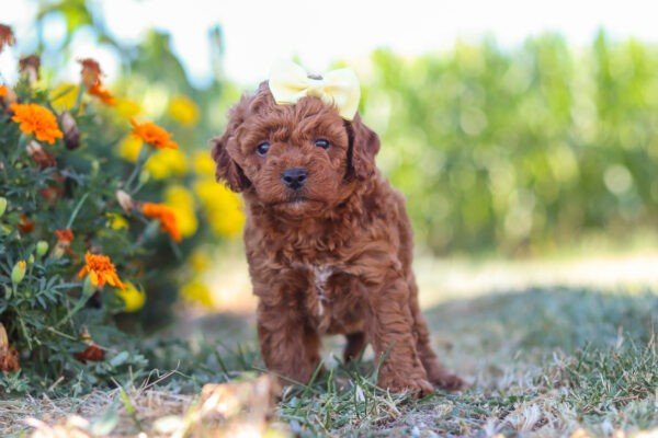 Lexi, a red Cavapoo puppy, cavapoo puppy for sale, cavapoo puppy for sale in Ohio