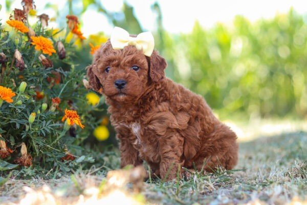 Lexi, a red, female, cavapoo puppy for sale, cavapoo puppy for sale in Ohio