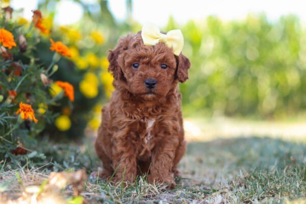 Lexi, a red, female, cavapoo puppy for sale, cavapoo puppy for sale in Ohio
