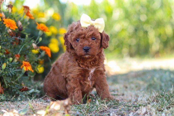 Lexi, a red, female, Cavapoo puppy for sale, Cavapoo puppy for sale in Ohio