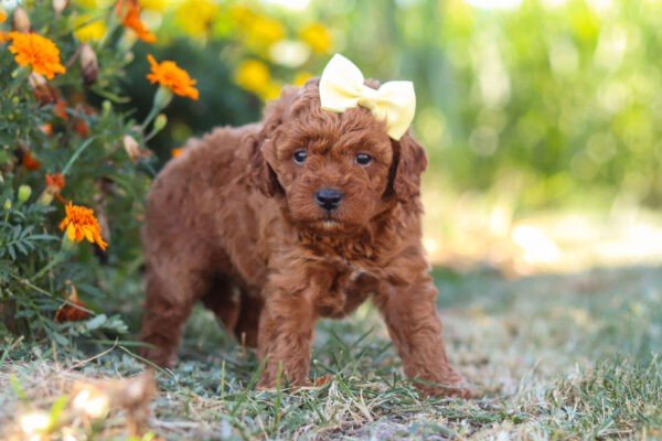 Lexi, a red Cavapoo puppy, cavapoo puppy for sale, cavapoo puppy for sale in Ohio