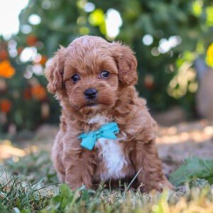 Lyle, a red Cavapoo puppy, cavapoo puppy for sale, cavapoo puppy for sale in Ohio