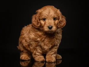 mini goldendoodles puppies for sale 