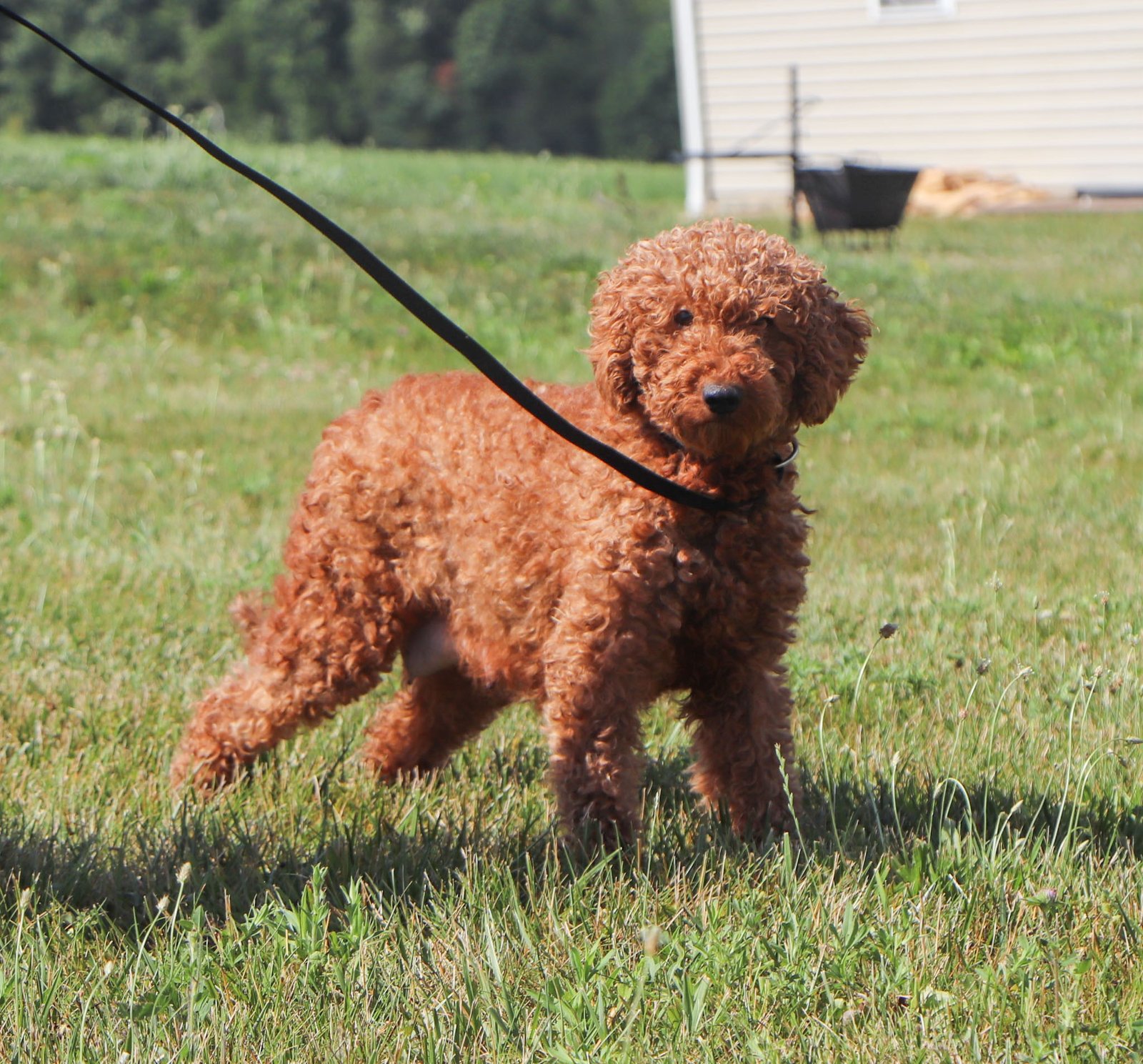 Callie GD 20lbs Callie GD 20lbs