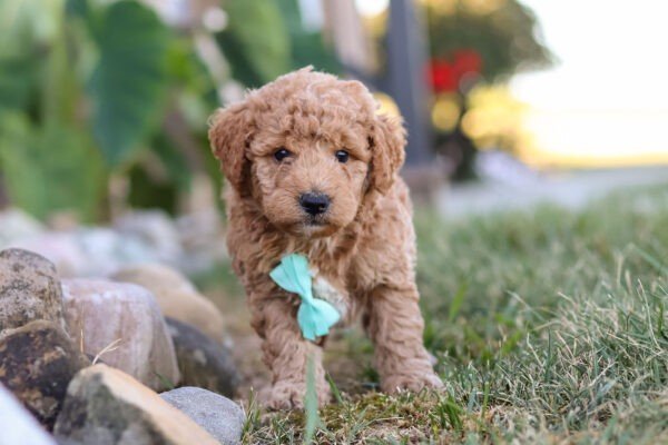 Marley, brown, and white, female, mini Goldendoodle puppy, mini Goldendoodle puppy for sale, mini Goldendoodle puppy for sale in Ohio.