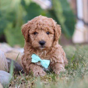 Marley, brown, and white, female, mini Goldendoodle puppy, mini Goldendoodle puppy for sale, mini Goldendoodle puppy for sale in Ohio.
