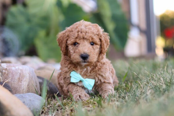 Marley, brown, and white, female, mini Goldendoodle puppy, mini Goldendoodle puppy for sale, mini Goldendoodle puppy for sale in Ohio.