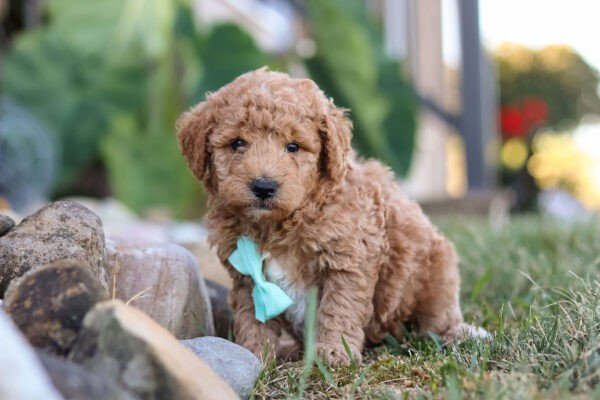 Marley, brown, and white, female, mini Goldendoodle puppy, mini Goldendoodle puppy for sale, mini Goldendoodle puppy for sale in Ohio.