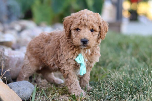 Marley, brown, and white, female, mini Goldendoodle puppy, mini Goldendoodle puppy for sale, mini Goldendoodle puppy for sale in Ohio.