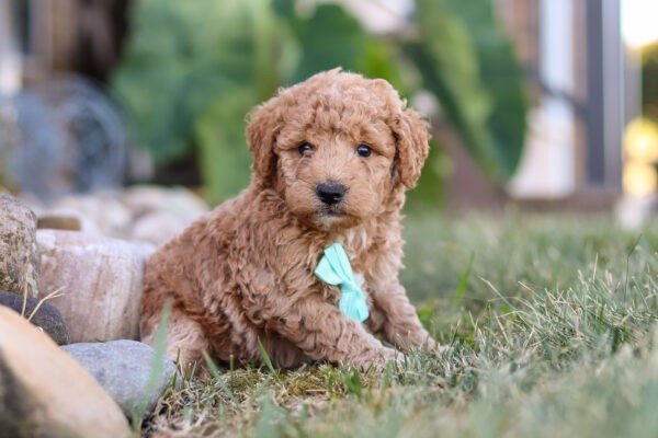 Marley, brown, and white, female, mini Goldendoodle puppy, mini Goldendoodle puppy for sale, mini Goldendoodle puppy for sale in Ohio.