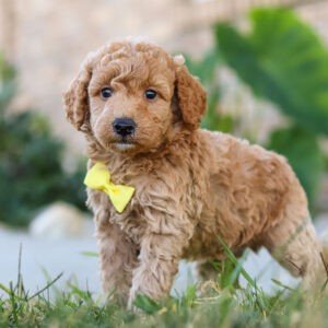 Mickey, a light brown, male, mini Goldendoodle puppy, mini Goldendoodle puppy for sale, mini Goldendoodle puppy for sale in Ohio.