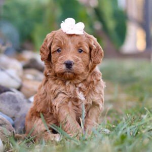 Nala, a red and white, female, mini Goldendoodle puppy, mini Goldendoodle puppy for sale, mini Goldendoodle puppy for sale in Ohio.