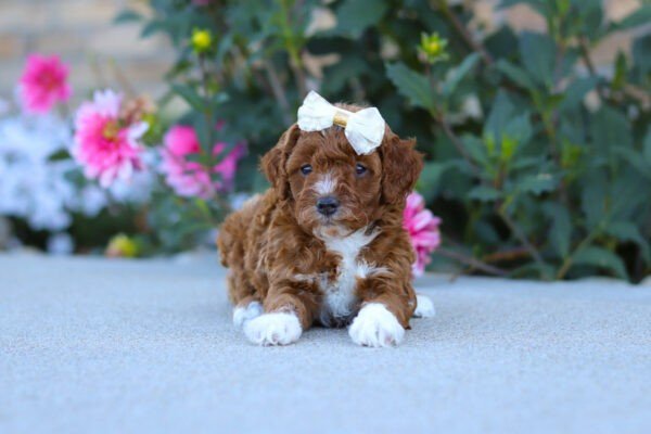 Pearl, a red and white, female, Cavapoo puppy, Cavapoo puppy for sale, Cavapoo puppy for sale in Ohio.