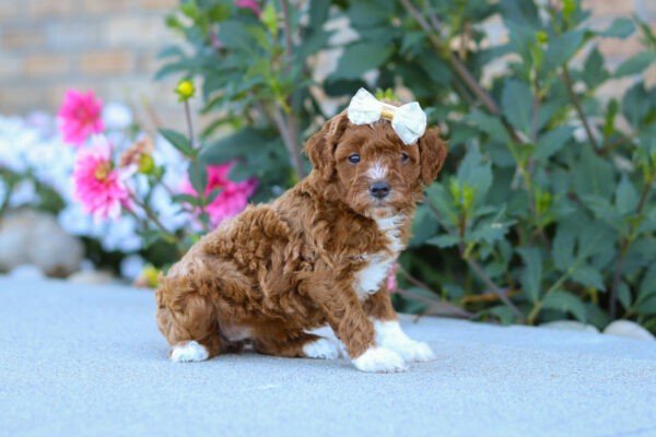Pearl, a red and white, female, Cavapoo puppy, Cavapoo puppy for sale, Cavapoo puppy for sale in Ohio.