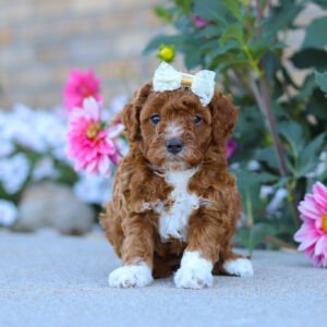 Pearl, a red and white, female, Cavapoo puppy, Cavapoo puppy for sale, Cavapoo puppy for sale in Ohio.