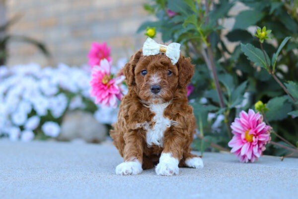 Pearl, a red and white, female, Cavapoo puppy, Cavapoo puppy for sale, Cavapoo puppy for sale in Ohio.