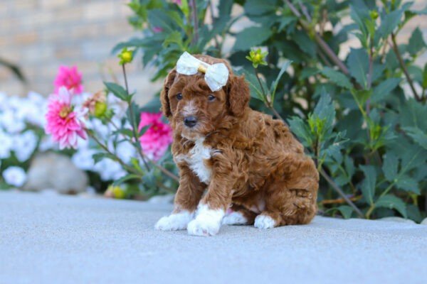 Pearl, a red and white, female, Cavapoo puppy, Cavapoo puppy for sale, Cavapoo puppy for sale in Ohio.
