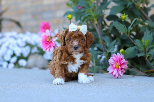 Pearl, a red and white, female, Cavapoo puppy, Cavapoo puppy for sale, Cavapoo puppy for sale in Ohio.