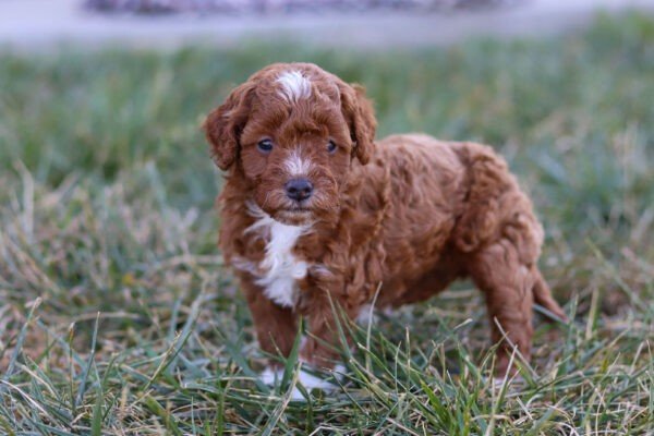 Pearl, a red and white, female, Cavapoo puppy, Cavapoo puppy for sale, Cavapoo puppy for sale in Ohio.