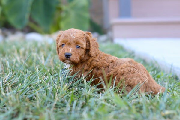 Petra, a red, female, Cavapoo puppy, Cavapoo puppy for sale, Cavapoo puppy for sale in Ohio.