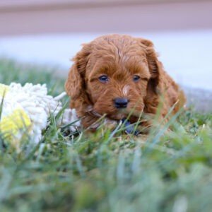 Petra, a red, female, Cavapoo puppy, Cavapoo puppy for sale, Cavapoo puppy for sale in Ohio.