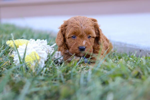 Petra, a red, female, Cavapoo puppy, Cavapoo puppy for sale, Cavapoo puppy for sale in Ohio.