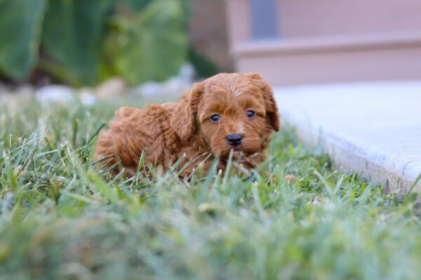 Petra, a red, female, Cavapoo puppy, Cavapoo puppy for sale, Cavapoo puppy for sale in Ohio.