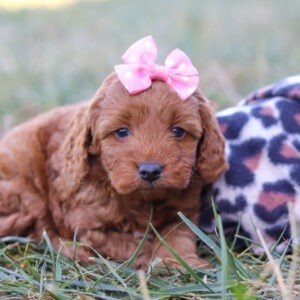 Princess, a red, female, Cavapoo puppy, Cavapoo puppy for sale, Cavapoo puppy for sale in Ohio.