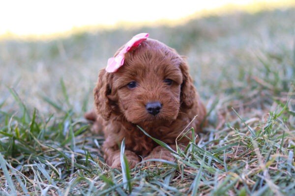 Princess, a red, female, Cavapoo puppy, Cavapoo puppy for sale, Cavapoo puppy for sale in Ohio.