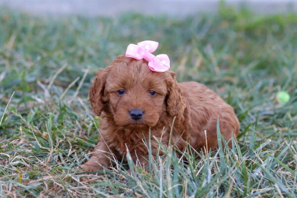 Princess, a red, female, Cavapoo puppy, Cavapoo puppy for sale, Cavapoo puppy for sale in Ohio.
