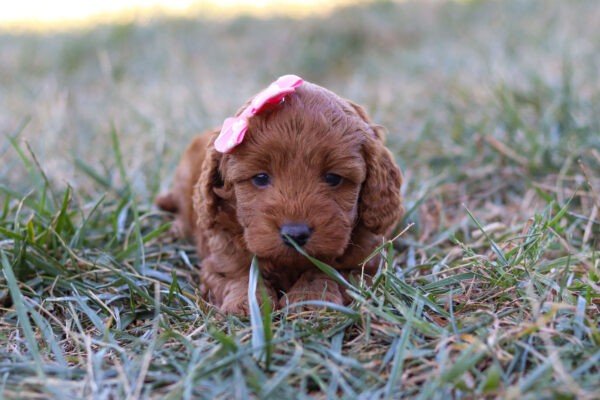Princess, a red, female, Cavapoo puppy, Cavapoo puppy for sale, Cavapoo puppy for sale in Ohio.