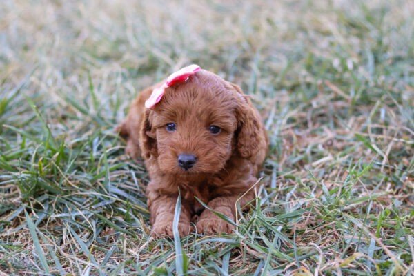 Princess, a red, female, Cavapoo puppy, Cavapoo puppy for sale, Cavapoo puppy for sale in Ohio.