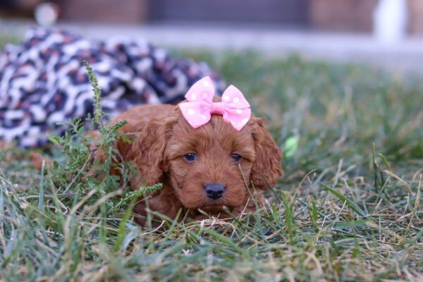 Princess, a red, female, Cavapoo puppy, Cavapoo puppy for sale, Cavapoo puppy for sale in Ohio.