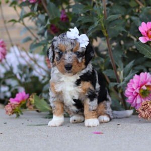 Sadie