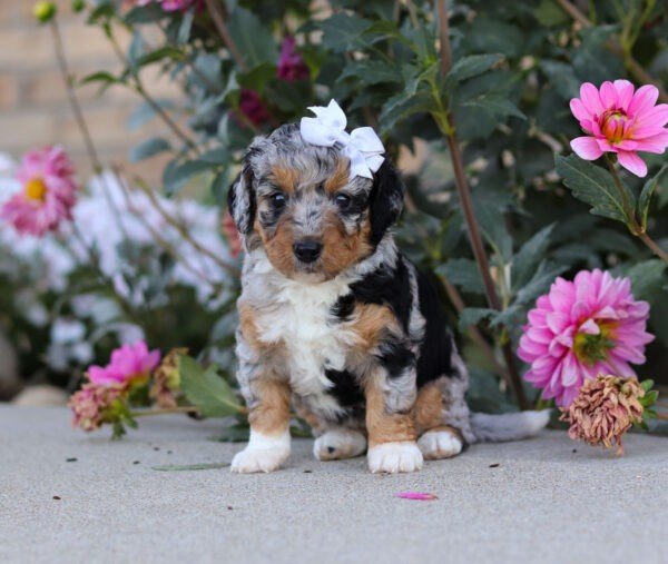 Sadie