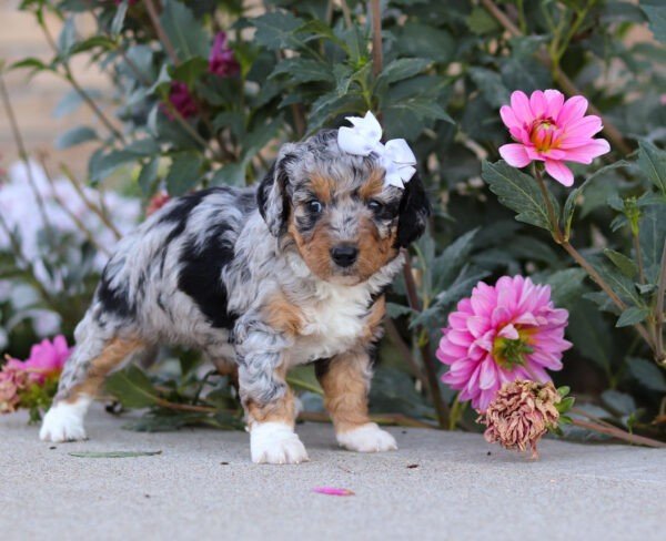 Sadie - Image 2