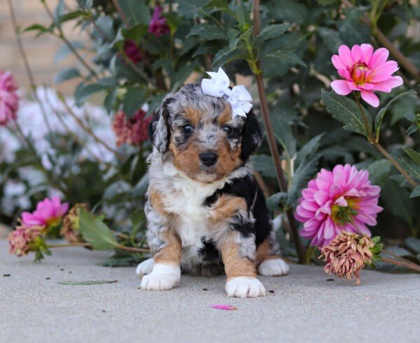 Sadie - Image 8