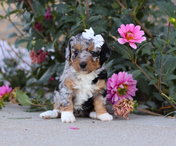 Sadie - Image 4