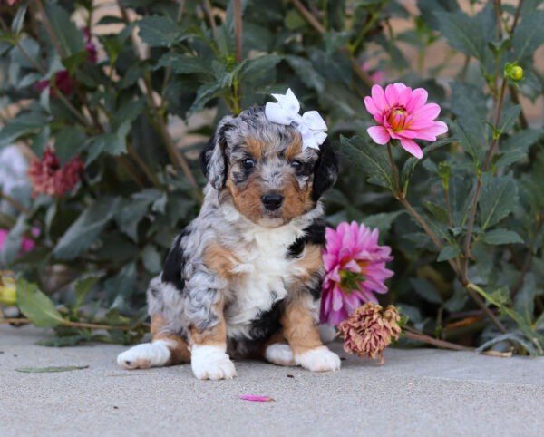 Sadie - Image 7
