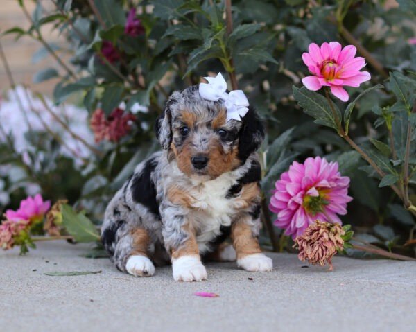 Sadie - Image 5