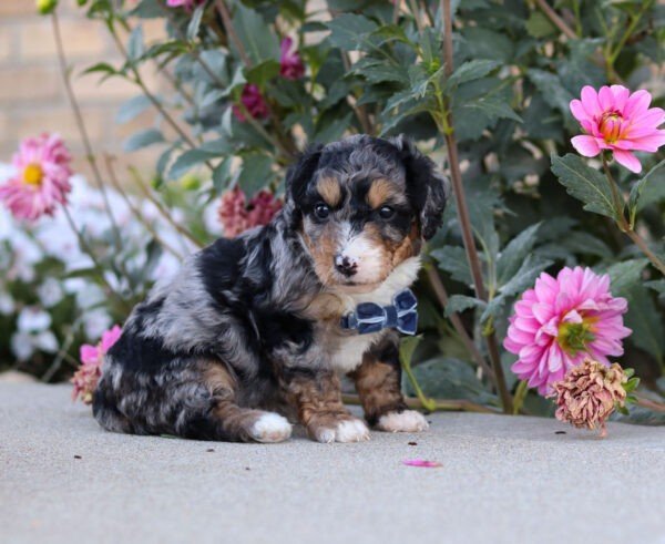Sawyer - Image 7
