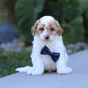 Scout, a brown and white, male, Goldendoodle puppy, Goldendoodle puppy for sale, Goldendoodle puppy for sale in Ohio.