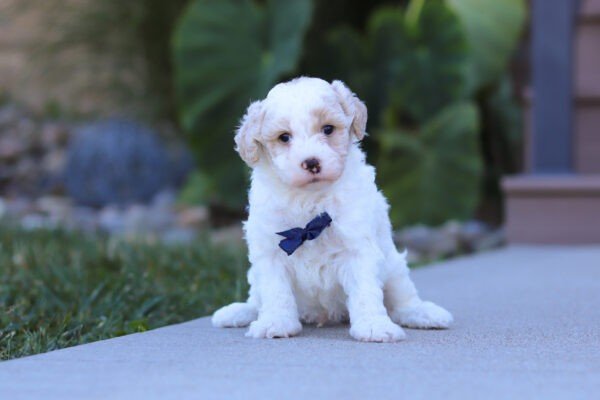 Skip, a cream and white, male, Goldendoodle puppy, Goldendoodle puppy for sale, Goldendoodle puppy for sale in Ohio.