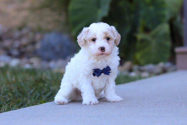 Skip, a cream and white, male, Goldendoodle puppy, Goldendoodle puppy for sale, Goldendoodle puppy for sale in Ohio.