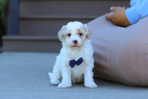 Skip, a cream and white, male, Goldendoodle puppy, Goldendoodle puppy for sale, Goldendoodle puppy for sale in Ohio.