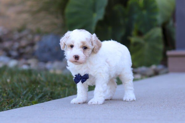Skip, a cream and white, male, Goldendoodle puppy, Goldendoodle puppy for sale, Goldendoodle puppy for sale in Ohio.